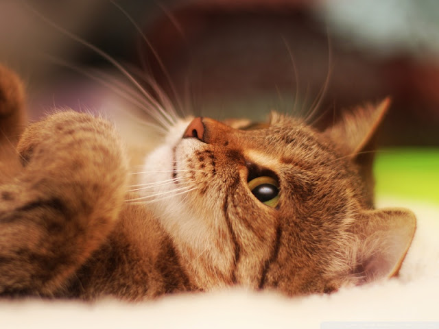 cat lying on back wallpaper