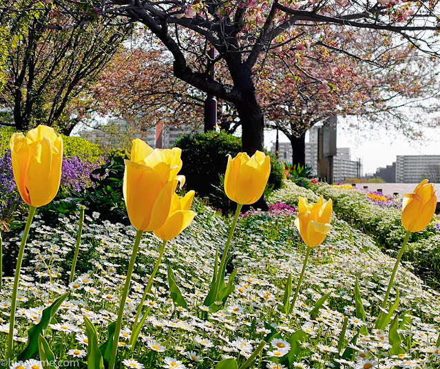 16Flowers photography skill tips，33 flower landscape