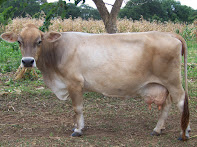 Breeds of dairy cow in Kenya