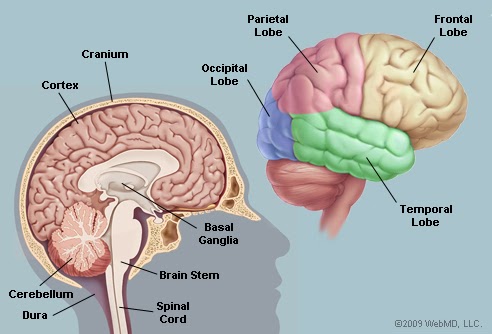 10 Things You Didn't Know about The Brain