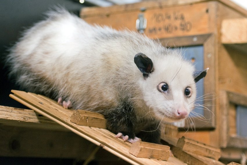 A crosseyed opossum has captivated hearts in Germany