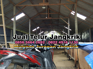 Harga Jual Telur Jangkrik Super Tujuan Gresik Jawa Timur 085656642692