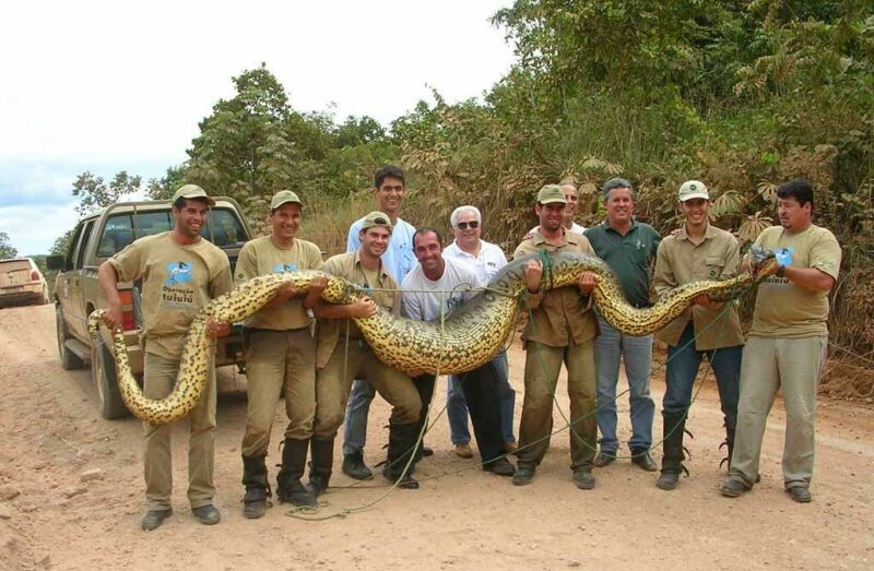 World biggest snake,animalia,chordata,reptilia,Squamata,Varanoidea ...