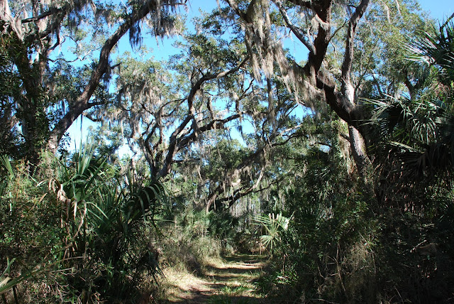Matanzas State Forest