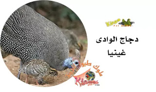 دجاج غينيا