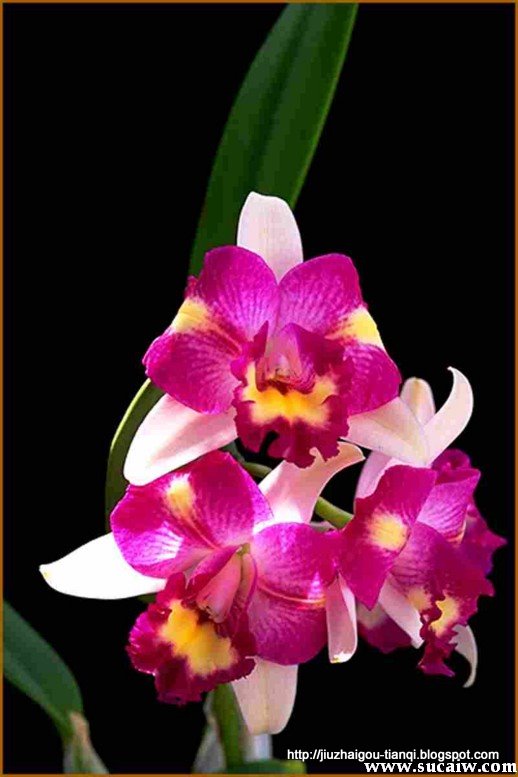 兰花-花:lanhua-09020511452757