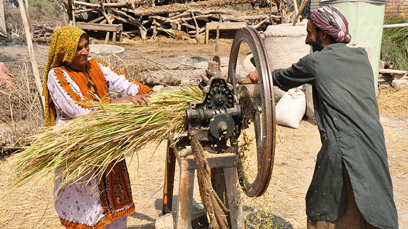 Crop Cultivation On Problem Soils In Pakistan