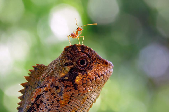 15 fotos de animais em situações engraçadas