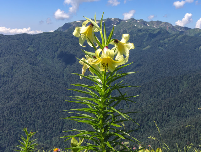 Лилия Кессельринга (Lilium kesselringianum)