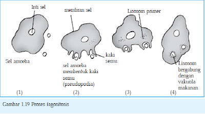 Rangkuman Biologi SMA: Transportasi Zat Melalui Membran