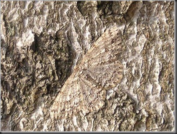 geometer_moth (1)