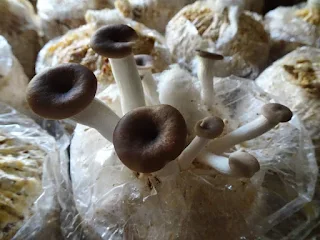 Oyster Mushrooms