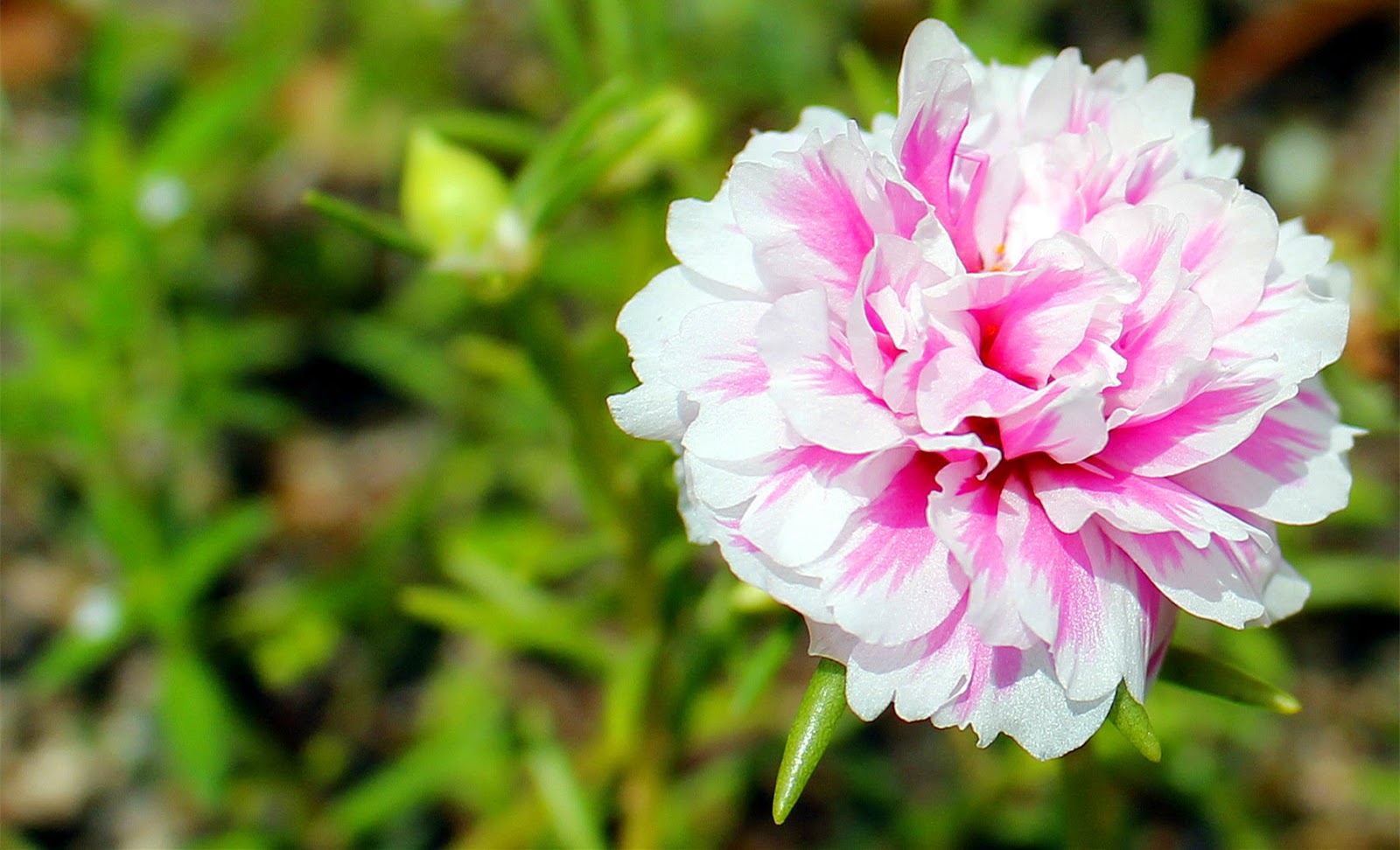  Foto  Macro Bunga  Krokot Jepretan Hari Ini WEB 