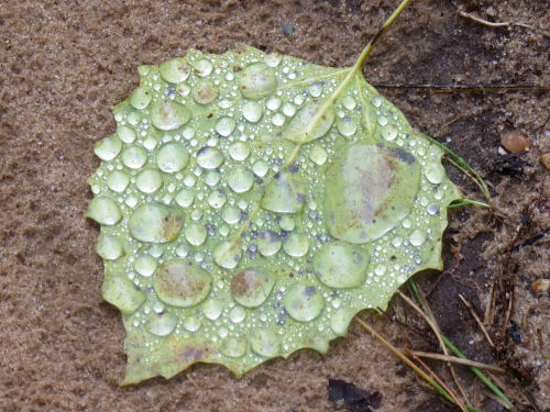 water droplets on aspen leaf