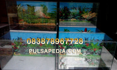 Distributor Aquarium dan Soliter Cupang Murah