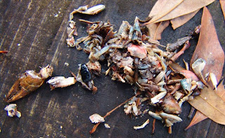 Crayfish loaded Barred Owl pellet at Audubon's Francis Beidler Forest by Mark Musselman