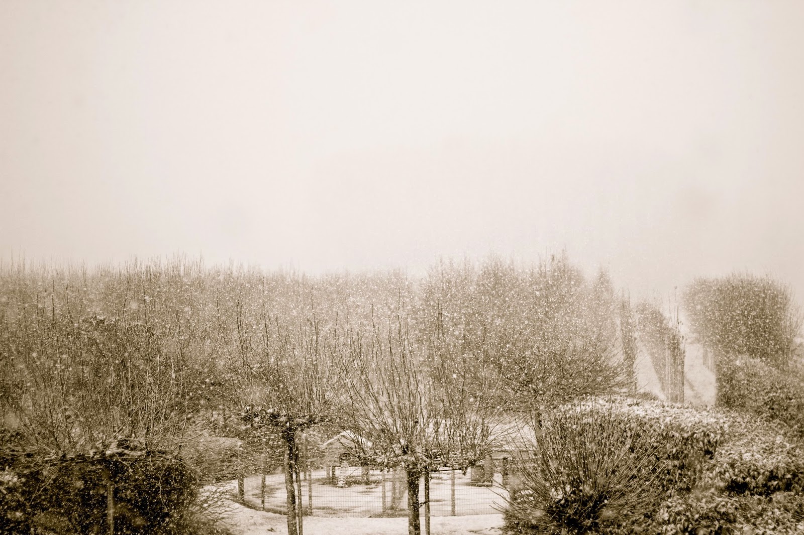 fotografie sneeuw