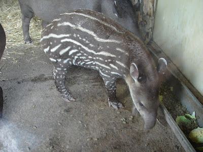 Baby Lowland Tapir at Chester Zoo, UK, by Mary Beaird to celebrate World Tapir Day, 2008