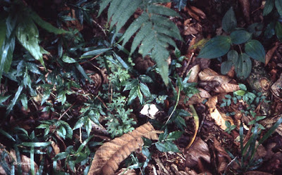 chlorophyll-less seedling, rainforest Costa Rica