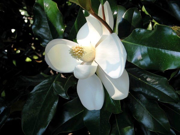 southern magnolia tree flower. The Southern Magnolia can grow