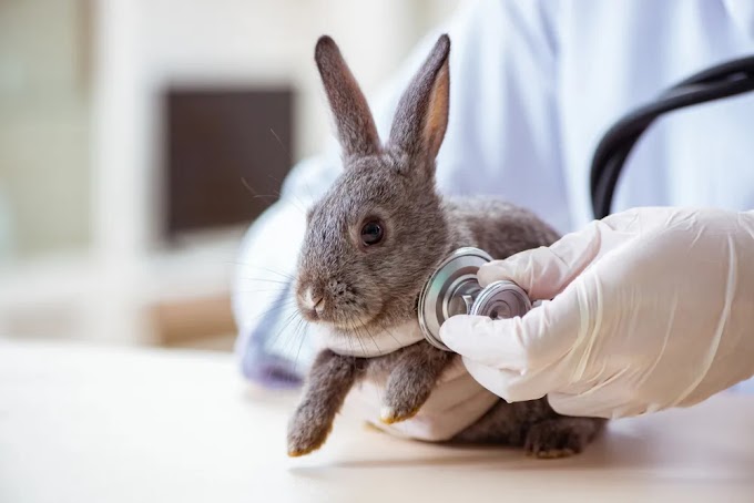        Lo que debe saber acerca de los conejos como mascotas