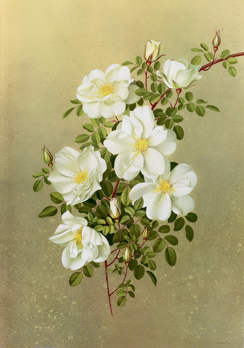 Paul Jones 1921-1997 ~ pintor australiano | Flores de Mayo 