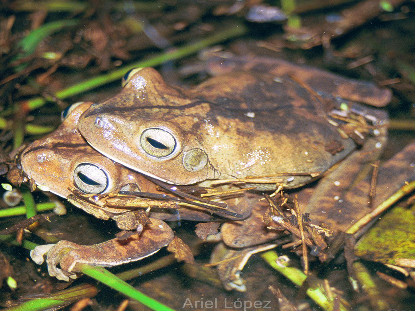 Herpetozona Anfibios