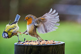 Funny animals of the week - 7 February 2014 (40 pics), bird kicks other bird from his food