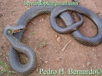 argentinian snakes