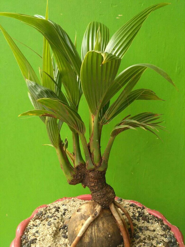 Kelapa Hias Mini (bonsai kelapa)