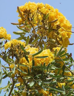 Jual macam pohon pelindung | pohon tabebuya bunga kuning