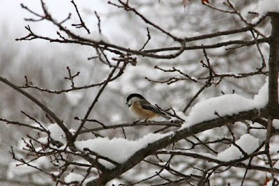 Chickadee perched amidst snow and oak buds