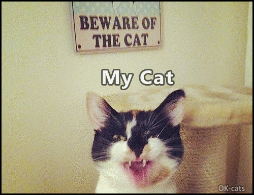 Art Cat GIF with caption • My Cat claws expectation and reality. OMG my couch is dead!