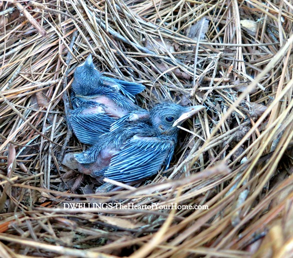 catbird babies