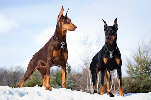 When it comes to dog breeds, the Doberman Pinscher often sparks a mix of curiosity and intrigue. Known for their sleek appearance and confident demeanor, these dogs have garnered a reputation as both loyal companions and formidable protectors.