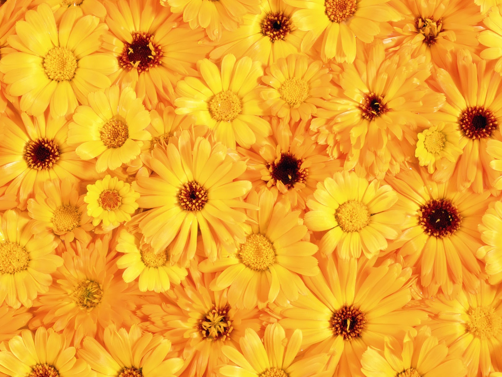 Yellow Flower Wallpaper