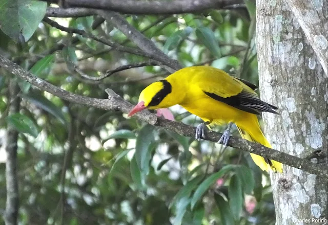 Black-naped Oriole