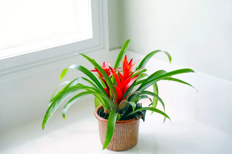 9 Houseplants Safe for Cats