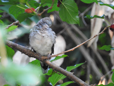 zebra dove