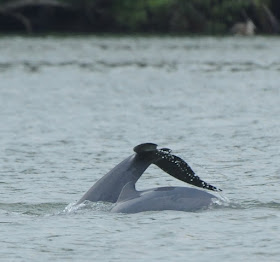 Irrawaddy Dolphin (Orcaella brevirostris)