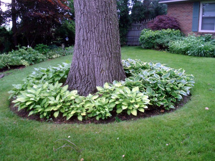 types of flowers to plant Hostas around Tree | 700 x 525