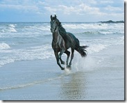 horses(7)