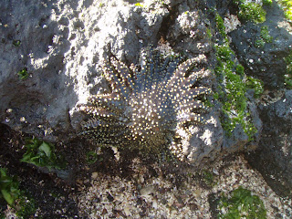 Sea star in the lava