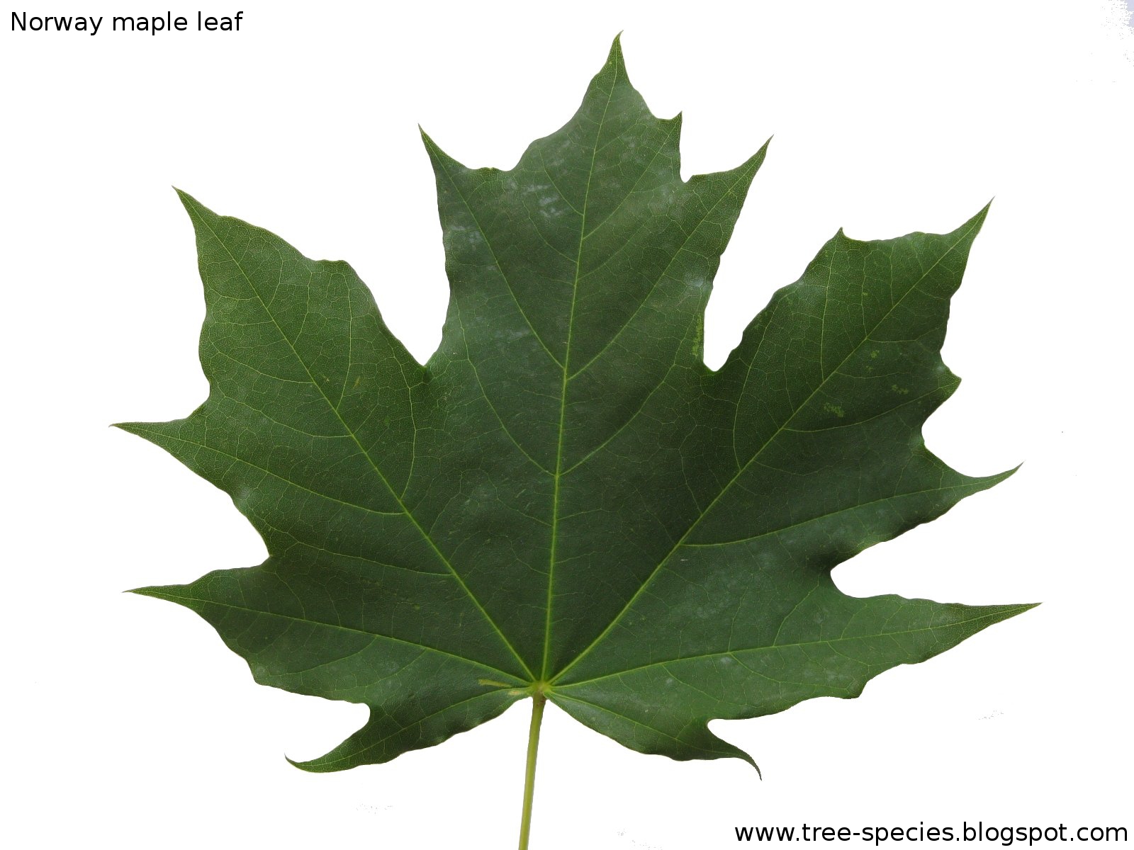 The World S Tree Species Norway Maple Leaf