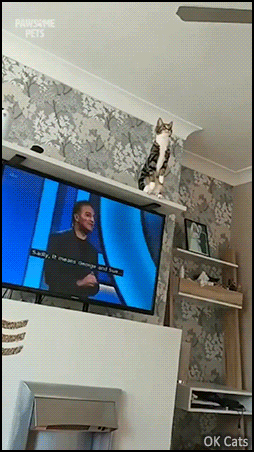 Crazy Cat GIF • Ninja cat jumps on ceiling fan! Wait for it. 'Weeeeeee! I'm tarzan cat! [ok-cats.com]