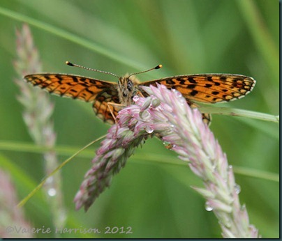 20-Small-Pearl-bordered-Fritillary