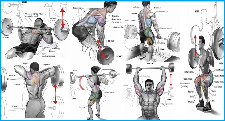 Barbell Exercises That Suit Beginners - Bodydulding