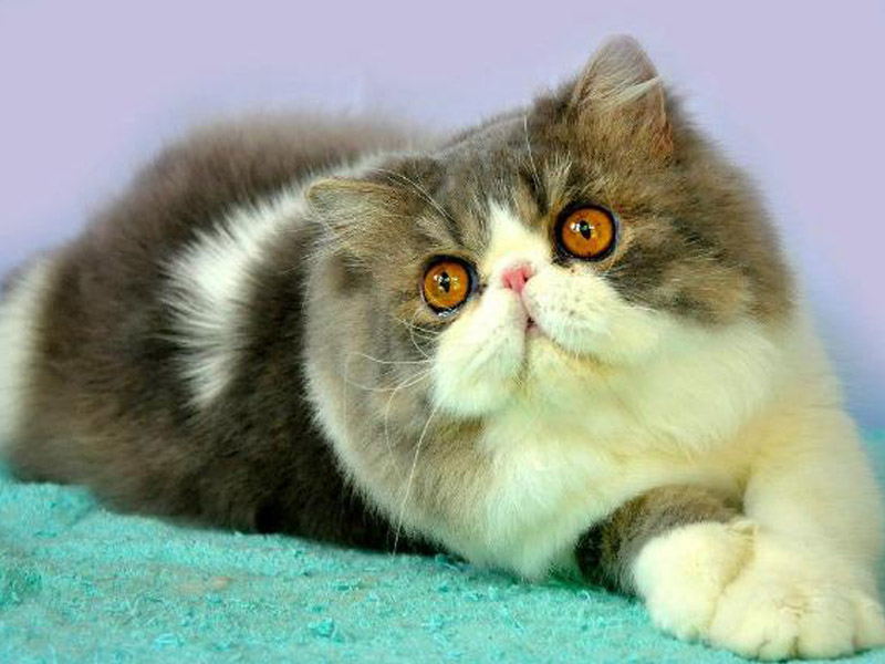 Mengenal Kucing Peaknose | Kucing gue