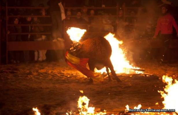 Toro De Fuego Tradisi Kejam Bakar Lembu Untuk Seronok 