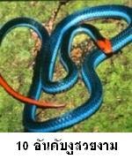 10 สายพันธุ์งูที่น่าทึ่ง